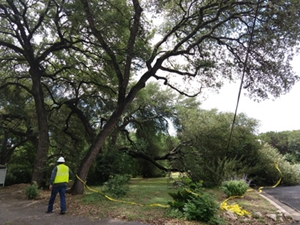 Lineworker trimming trees