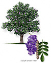 Texas Mountain Laurel